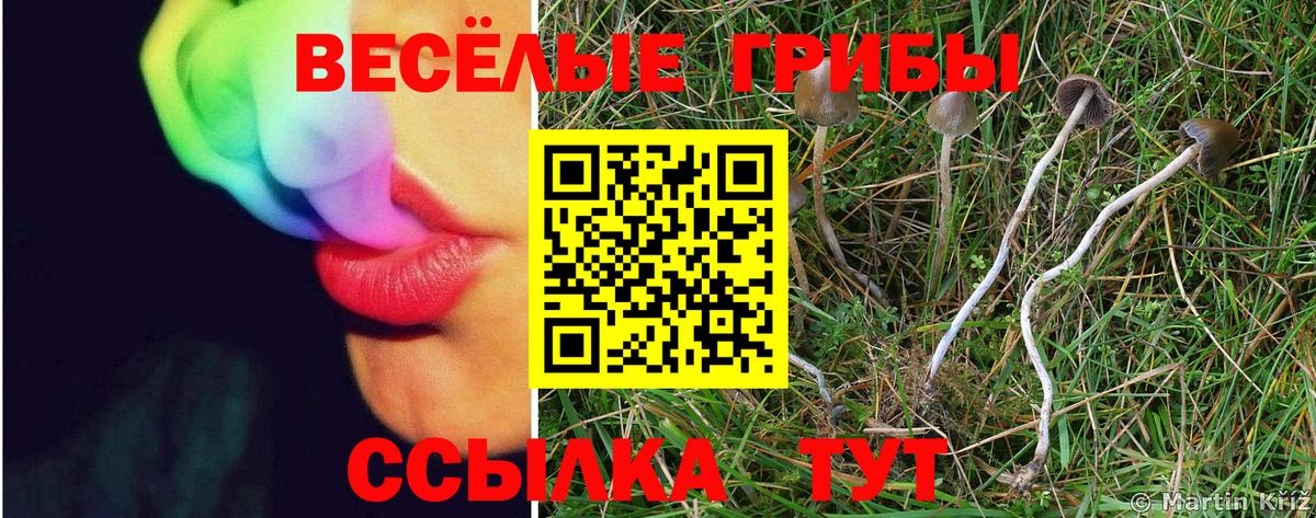 Северобайкальск  Псилоцибиновые грибы прущие грибы  Вход с VPN 
